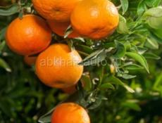 Приём мандорин 