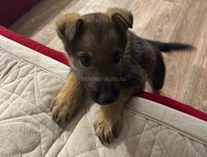Отдам в хорошие  руки немецкую овчарку ! 