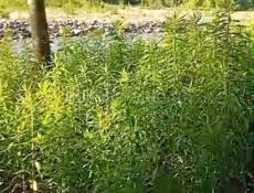 Продается земельный участок Сухум 