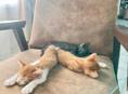 Котята в хорошие руки 