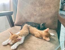 Котята в хорошие руки 