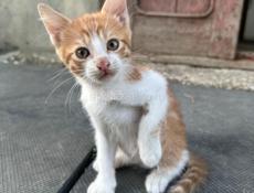 Котята в хорошие руки 