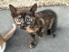 Котята в хорошие руки 