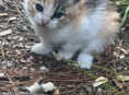 Милые коты 