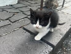 Милые коты 