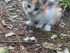 Милые коты 