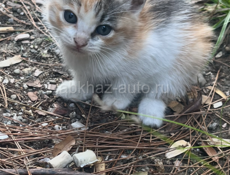 Милые коты 