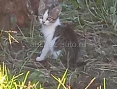 Отдам котят в хорошие руки 