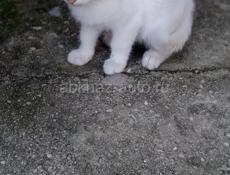 Отдам котят в хорошие руки 