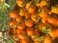 Продам срочно хурму 
