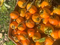 Продам срочно хурму 