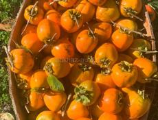 Продам срочно хурму 
