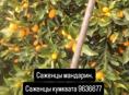 Саженцы кумквата и мандарин 🍊 