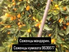 Саженцы кумквата и мандарин 🍊 