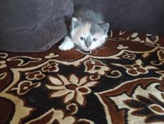 В добрые руки