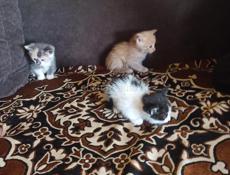 В добрые руки