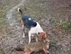 Пропала собака 