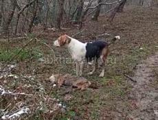 Пропала собака 