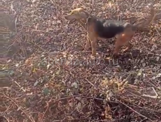 Пропала собака 