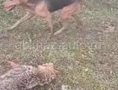 Пропала собака 