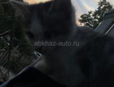 Отдаем добрые руки