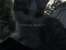Отдаем добрые руки