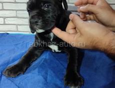 Щенки Кане Корсо 