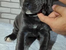 Щенки Кане Корсо 