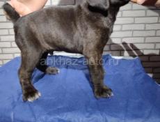 Щенки Кане Корсо 