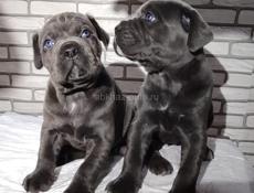 Щенки Кане Корсо 