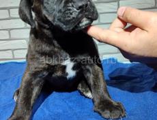 Щенки Кане Корсо 