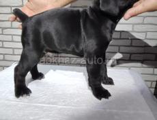 Щенки Кане Корсо 