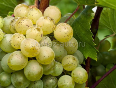 Куплю местный виноград Цоликаури 500кг