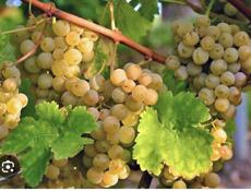 Куплю виноград Цоликаури (местный)