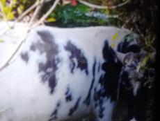 Продаётся бык 120 килограммовый