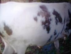 Продаётся бык 120 килограммовый