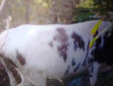 Продаётся бык 120 килограммовый 