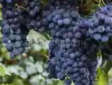 Куплю виноград изабелла