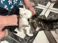 Бесплатно красивые котята