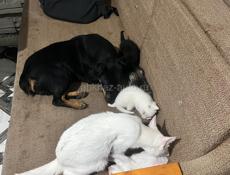 Бесплатно красивые котята