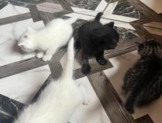 Бесплатно красивые котята