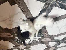 Бесплатно красивые котята