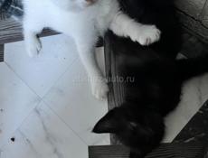 Бесплатно красивые котята