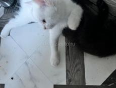 Бесплатно красивые котята