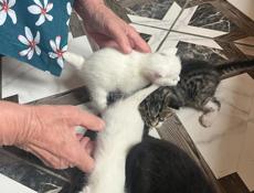 Бесплатно красивые котята