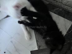 Бесплатно красивые котята