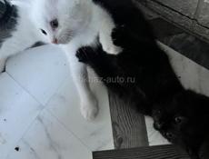 Бесплатно красивые котята