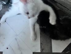 Бесплатно красивые котята