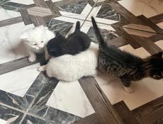 Бесплатно красивые котята