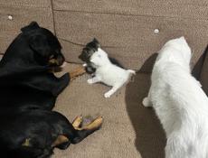 Бесплатно красивые котята